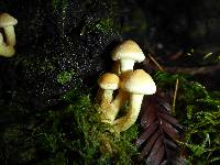 Hypholoma fasciculare image