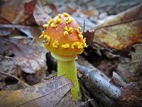 Amanita flavoconia image