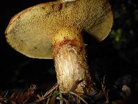 Suillus caerulescens image