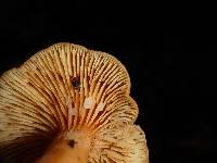 Lactarius rubidus image