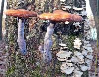 Ganoderma lucidum image