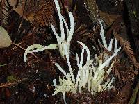 Clavaria fragilis image