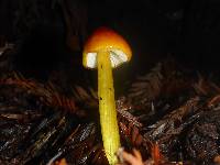 Hygrocybe acutoconica image