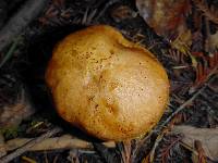 Suillus caerulescens image