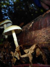 Hypholoma capnoides image