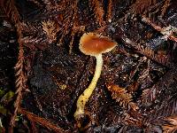 Hygrocybe psittacina var. psittacina image