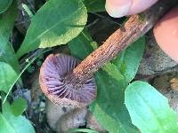 Laccaria amethysteo-occidentalis image