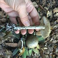 Amanita phalloides image