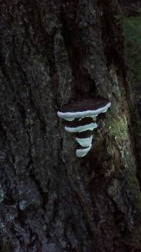 Fomitopsis ochracea image