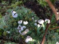 Cladonia peziziformis image