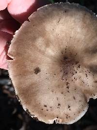 Pluteus cervinus image