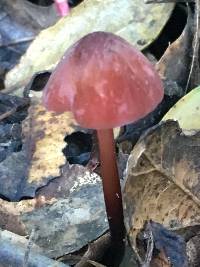 Marasmius plicatulus image