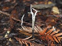 Xylaria hypoxylon image