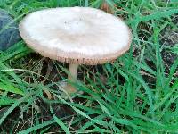 Volvariella gloiocephala image