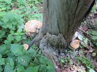 Polyporus squamosus image