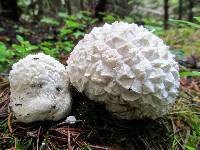 Calvatia sculpta image