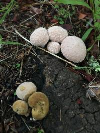 Lycoperdon perlatum image