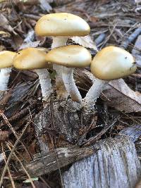 Stropharia ambigua image