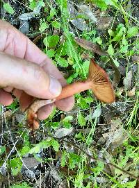 Lactarius rubidus image