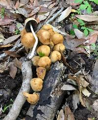 Coprinellus micaceus image