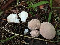 Lycoperdon perlatum image