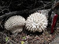 Calvatia sculpta image