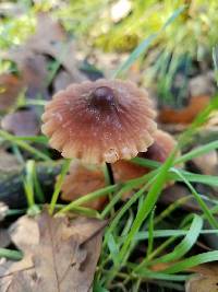 Marasmius plicatulus image