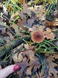 Marasmius plicatulus image