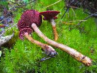 Cortinarius smithii image