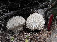 Calvatia sculpta image