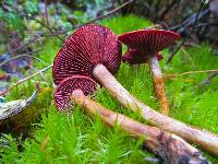 Cortinarius smithii image