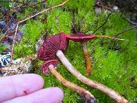 Cortinarius smithii image