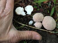 Lycoperdon perlatum image