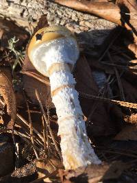 Stropharia ambigua image