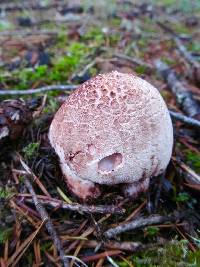 Amanita novinupta image