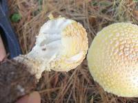 Amanita muscaria image