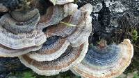 Trametes versicolor image