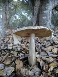 Amanita phalloides image