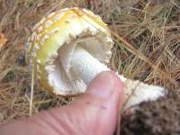 Amanita muscaria image