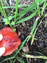 Leratiomyces ceres image