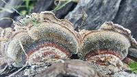 Trametes versicolor image