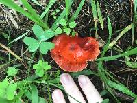 Leratiomyces ceres image