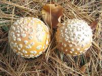 Amanita muscaria var. guessowii image