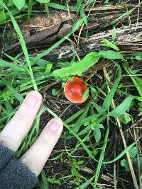 Leratiomyces ceres image