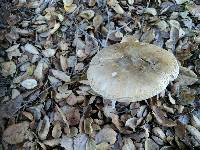 Amanita phalloides image