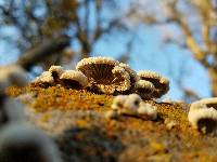 Schizophyllum commune image