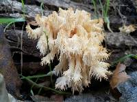 Hericium coralloides image