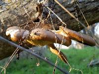 Pleurotus ostreatus image