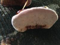 Fomitopsis cajanderi image