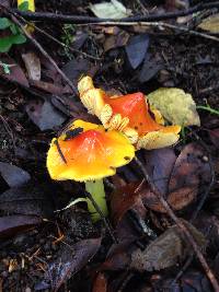 Hygrocybe acutoconica image